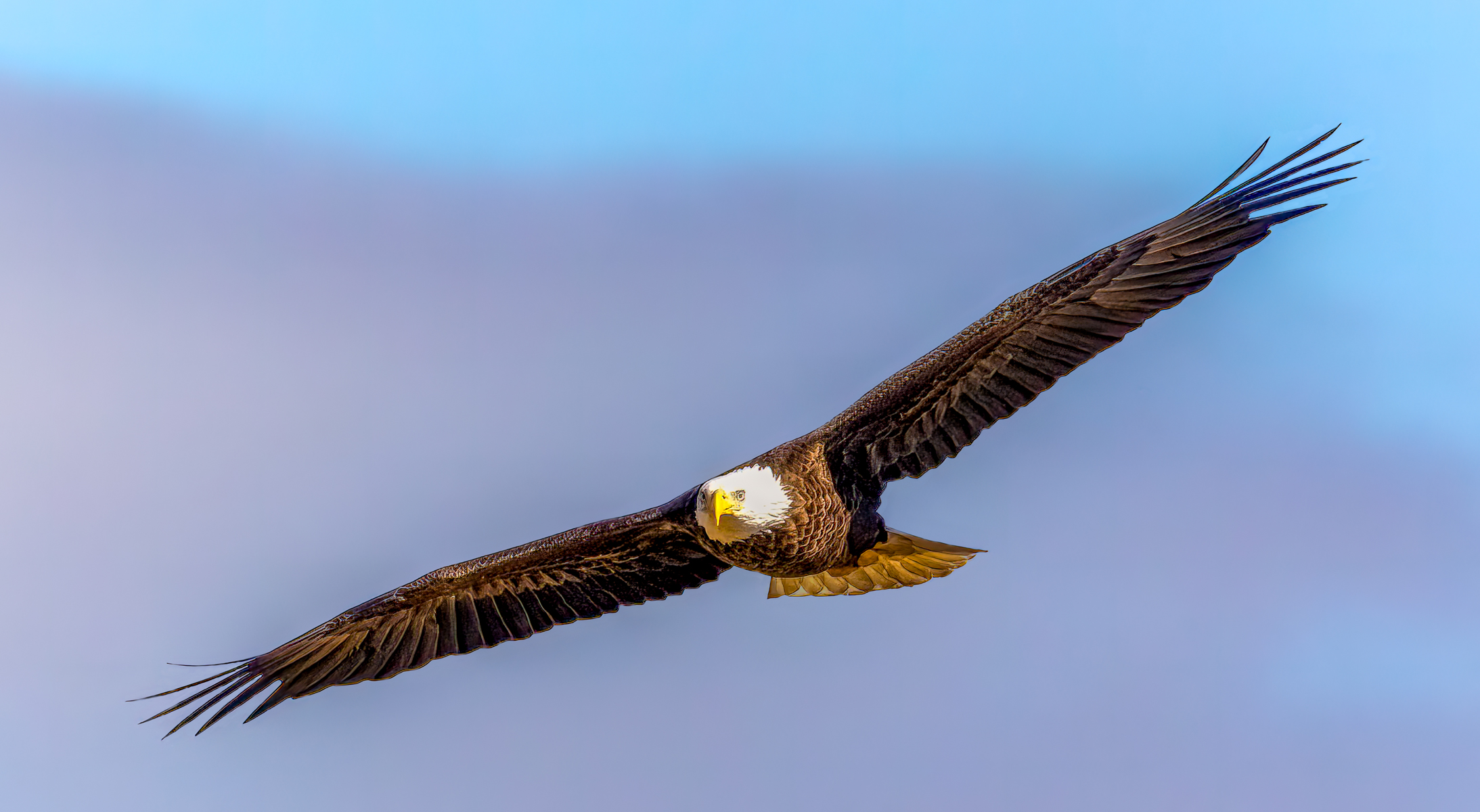 First Eagle by Brenda Fishbaugh