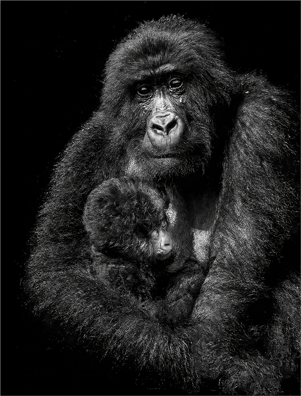 Mountain Gorilla and Infant by Mervyn Hurwitz