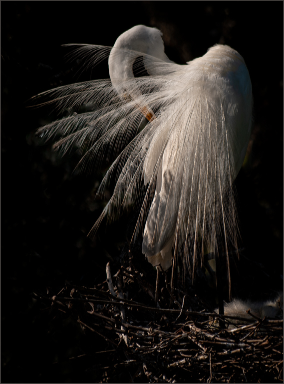 Great Egret Preening by Candy Childrey, PPSA