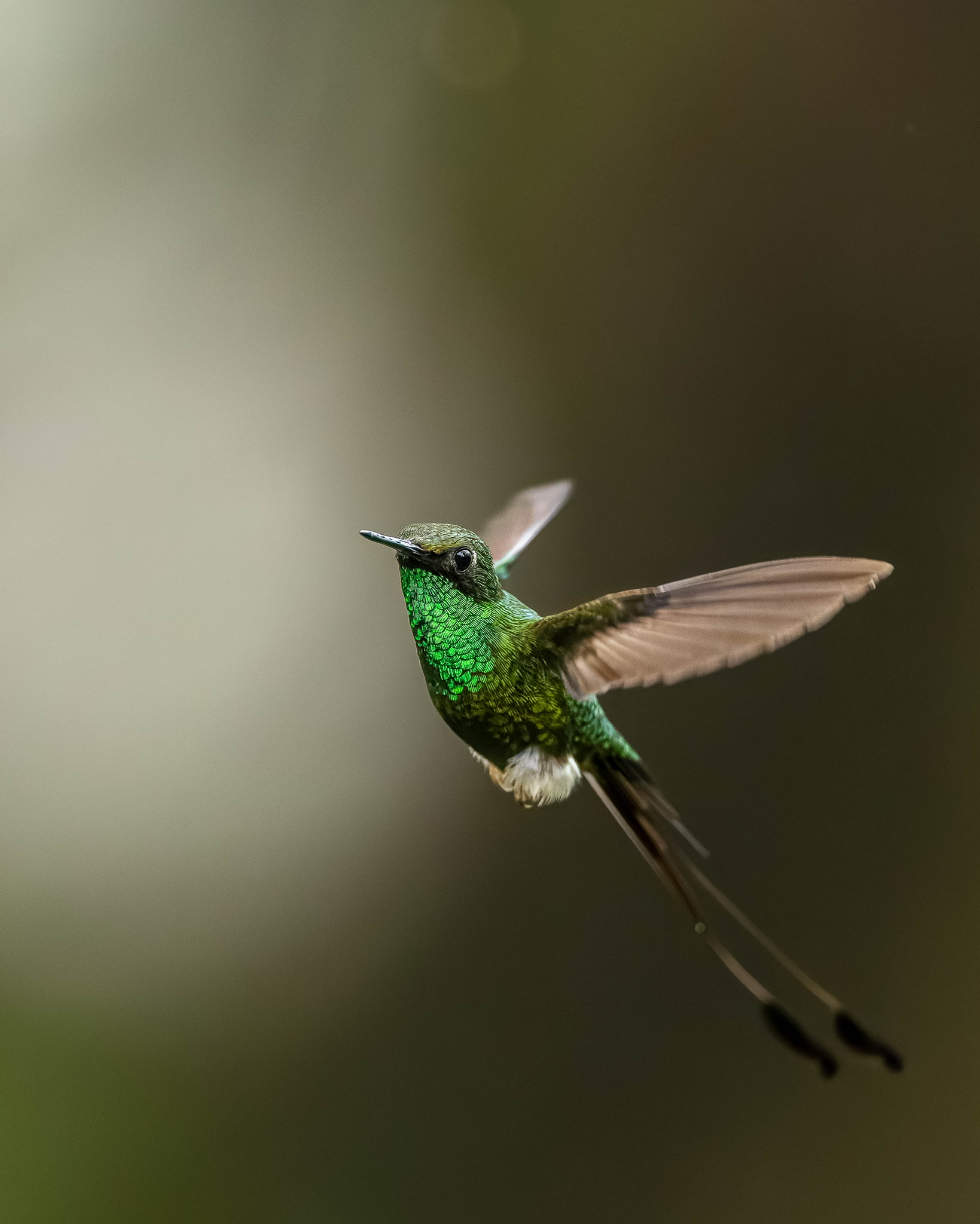 Booted Racquet Tail by Jaswant Madhavan