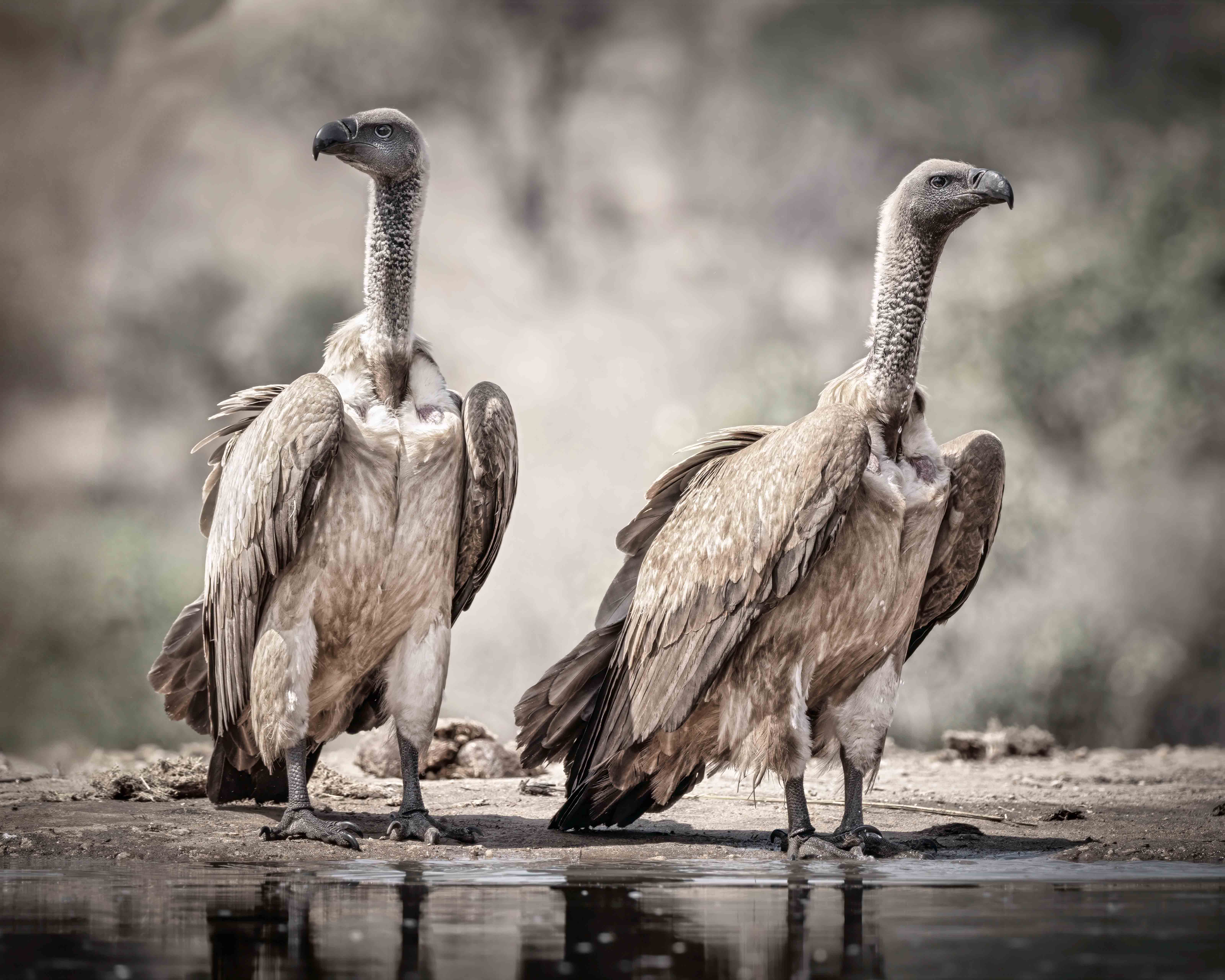White-backed vulture by Jaswant Madhavan