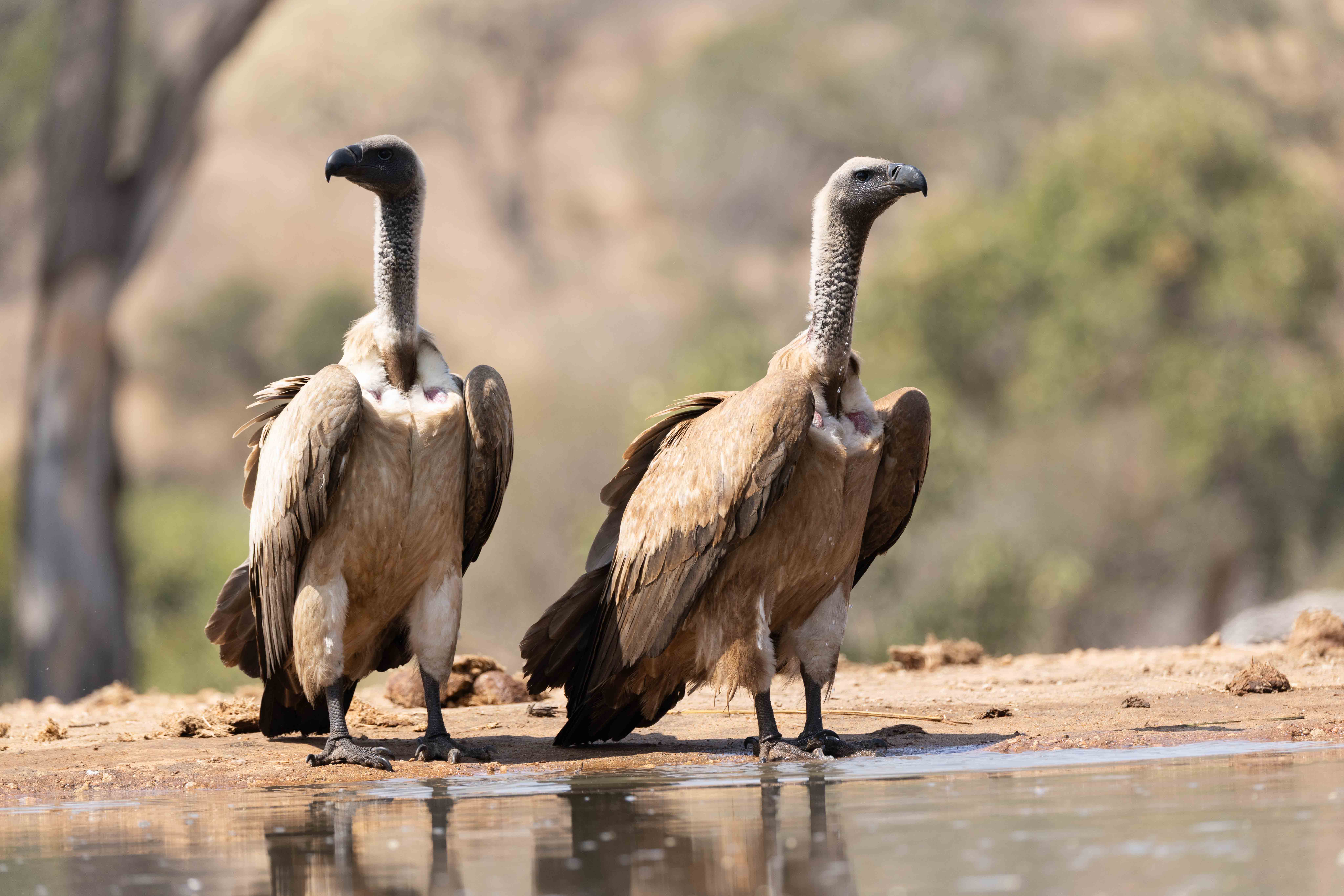 November 2025 - Jaswant Madhavan