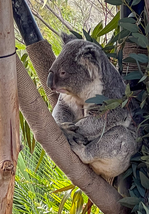 Koala Resting by Jacob Wat