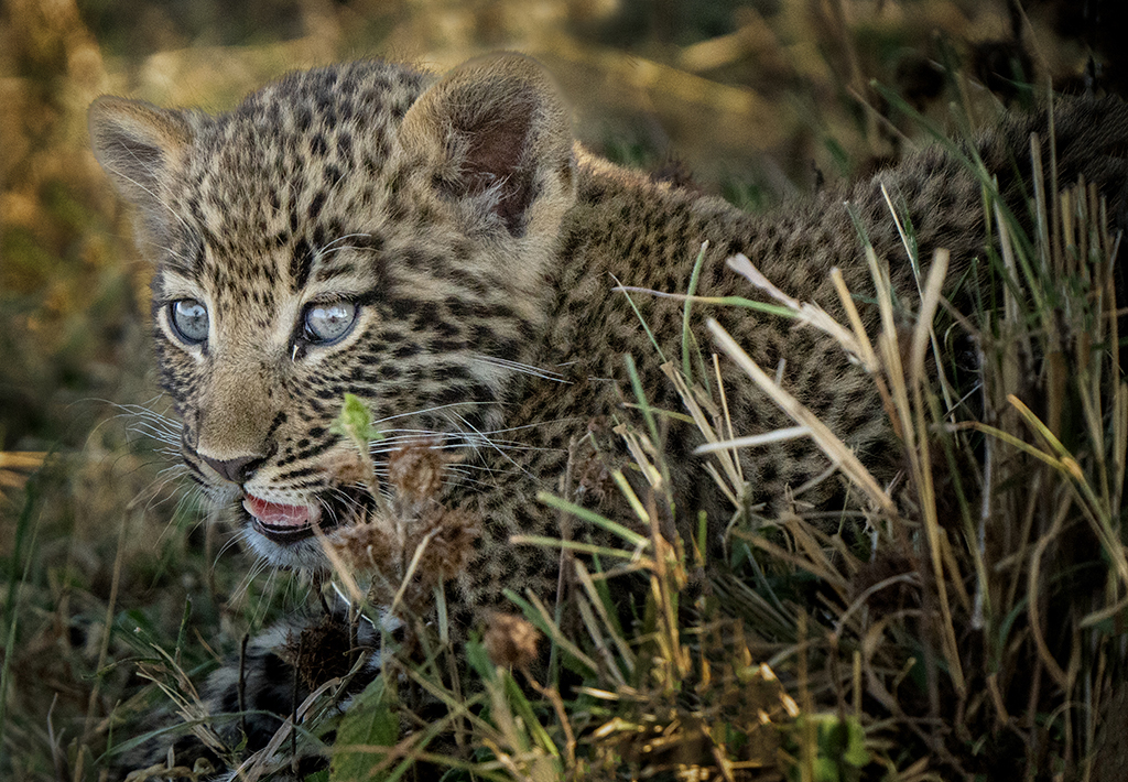Leopard Cub by Mervyn Hurwitz