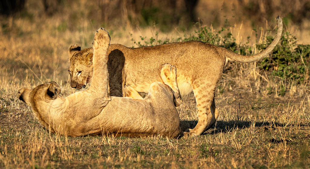 Lions at Play by Mervyn Hurwitz