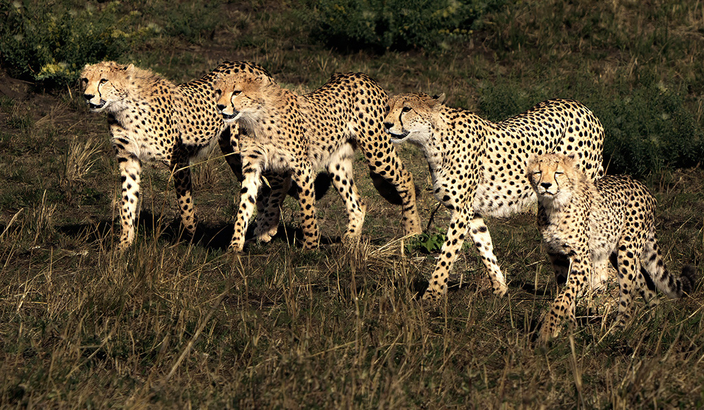 On The Hunt by Mervyn Hurwitz