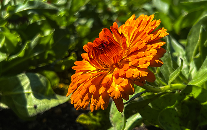 Orange Flower 