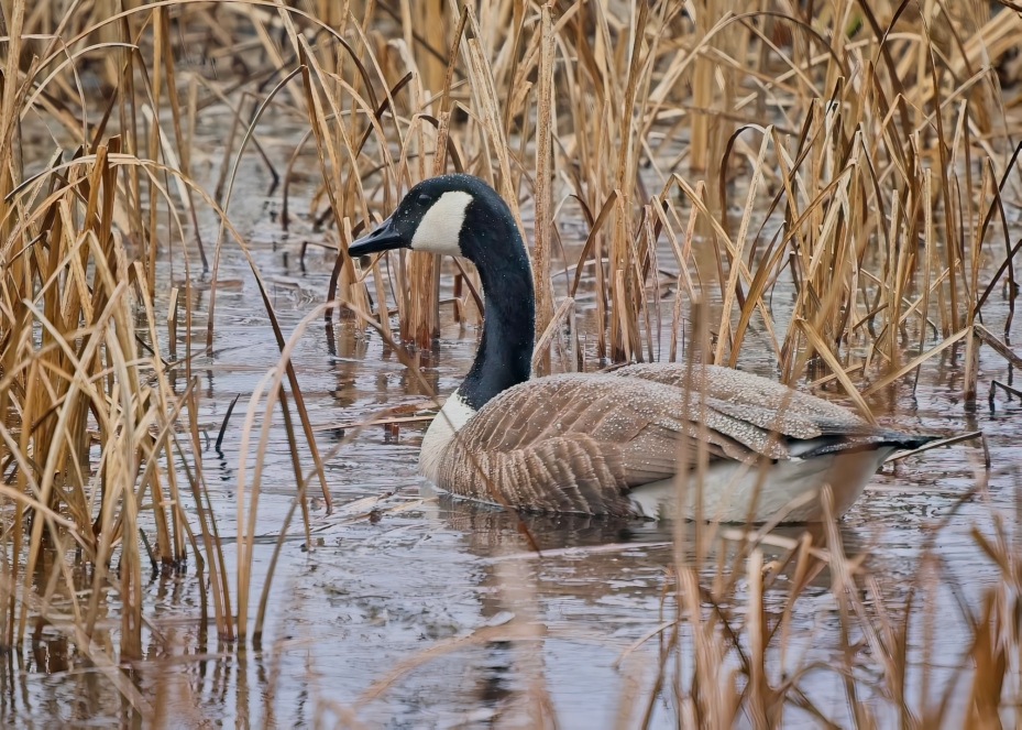 Canada Goose in the rain by Pierre Williot