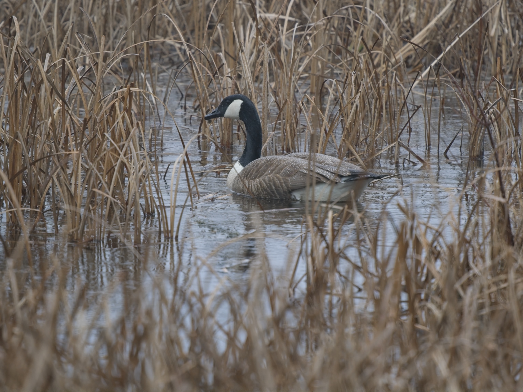 April 2026 - Pierre Williot