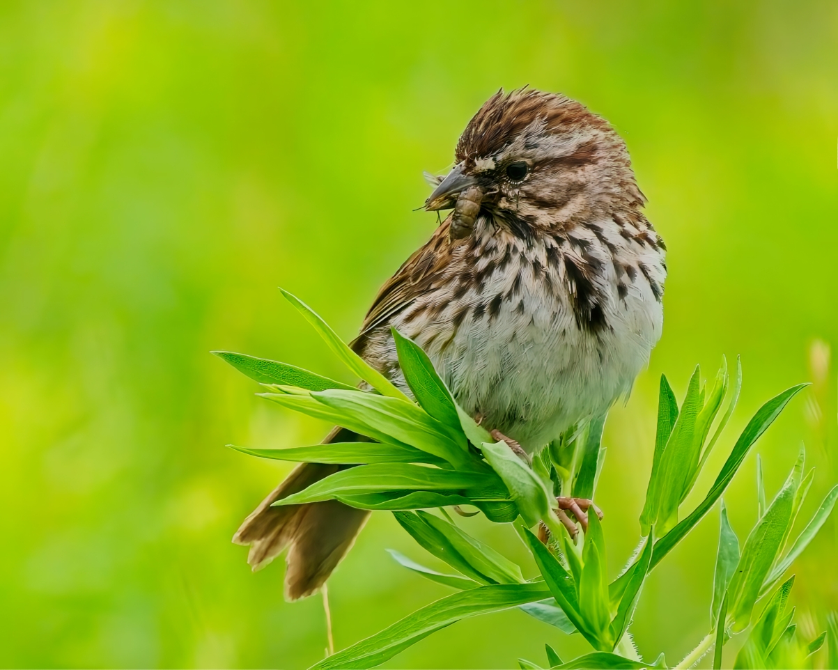 Busy Song Sparrow catching insects for its brood