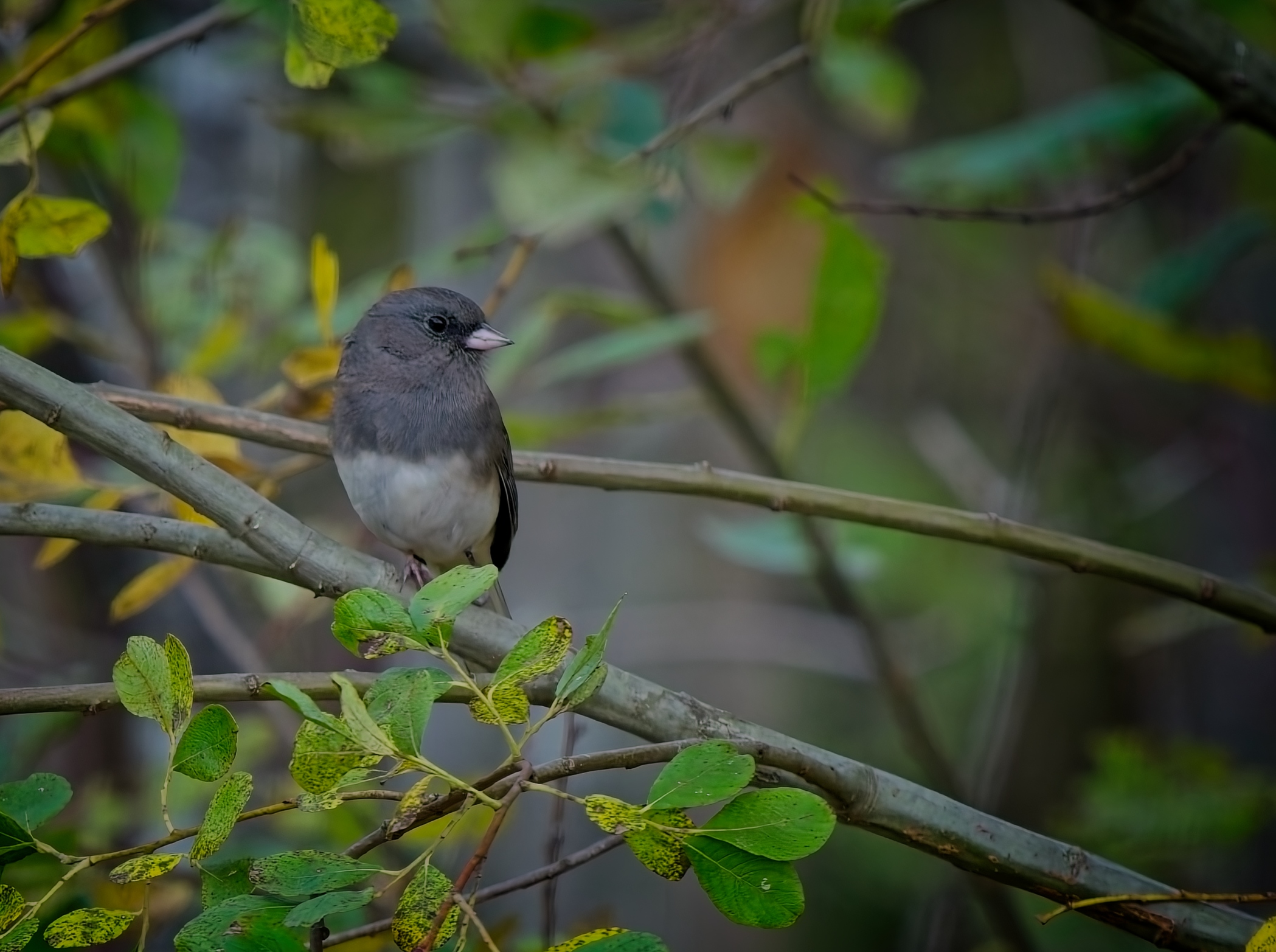 Dark-eyed Junco by Pierre Williot