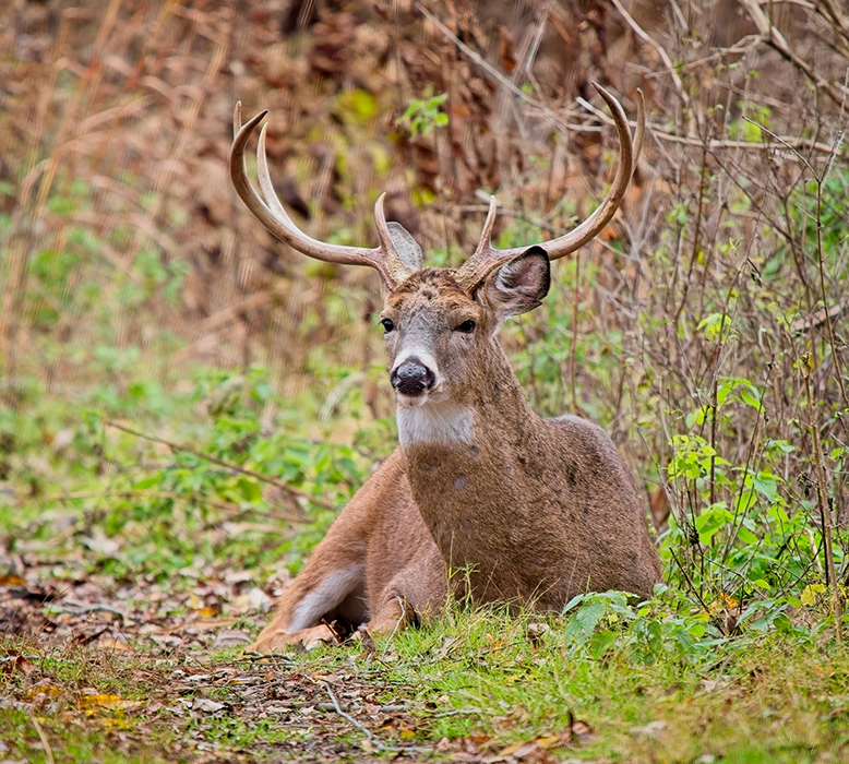 White-Tailed Deer Stag resting in the morning by Pierre Williot