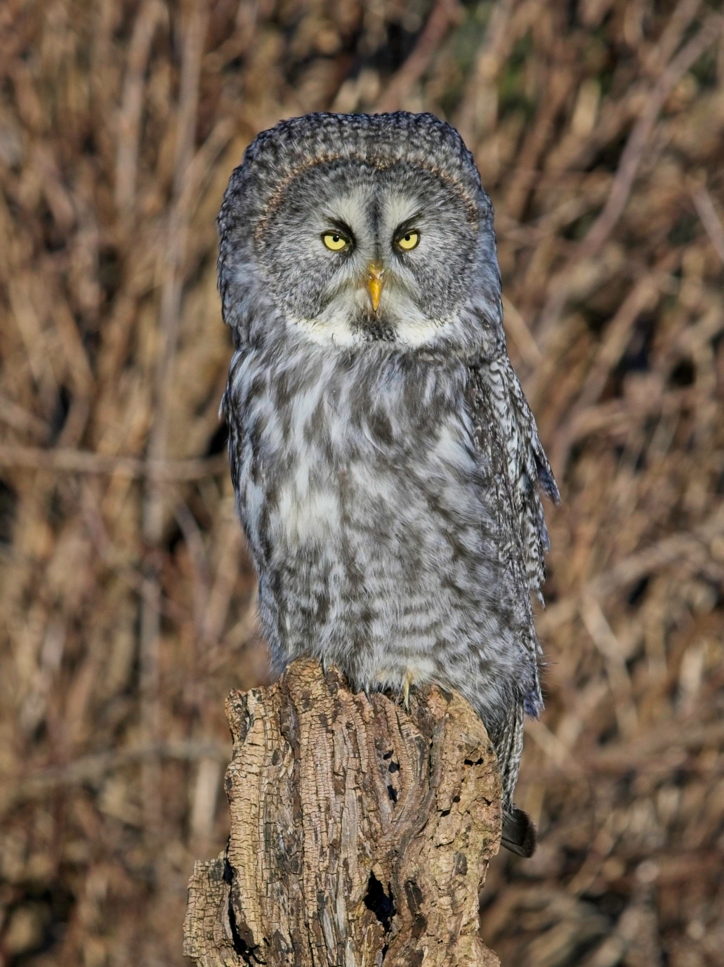 Perched Great Grey Owl