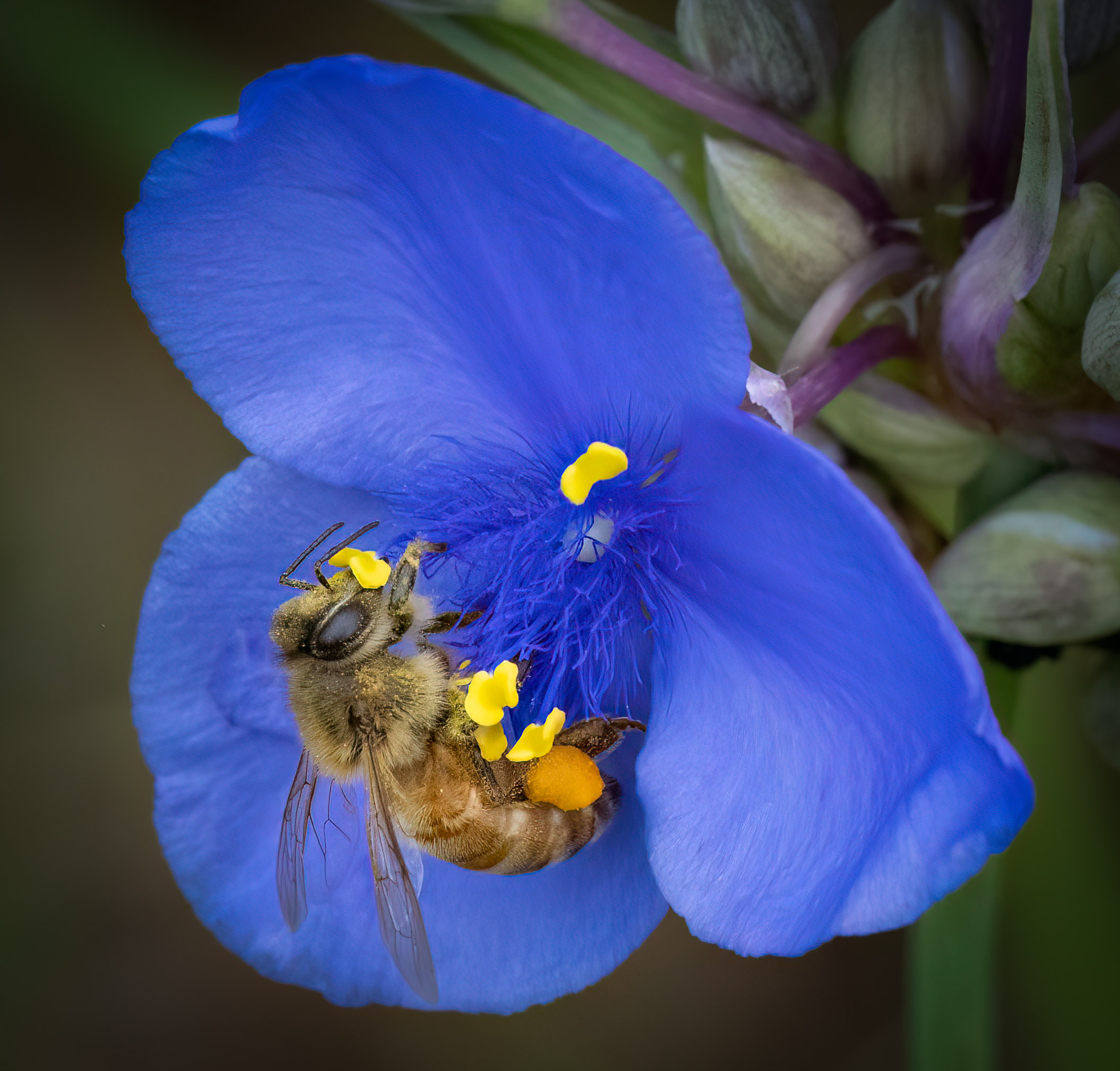 Spiderwort by Dean Ginther