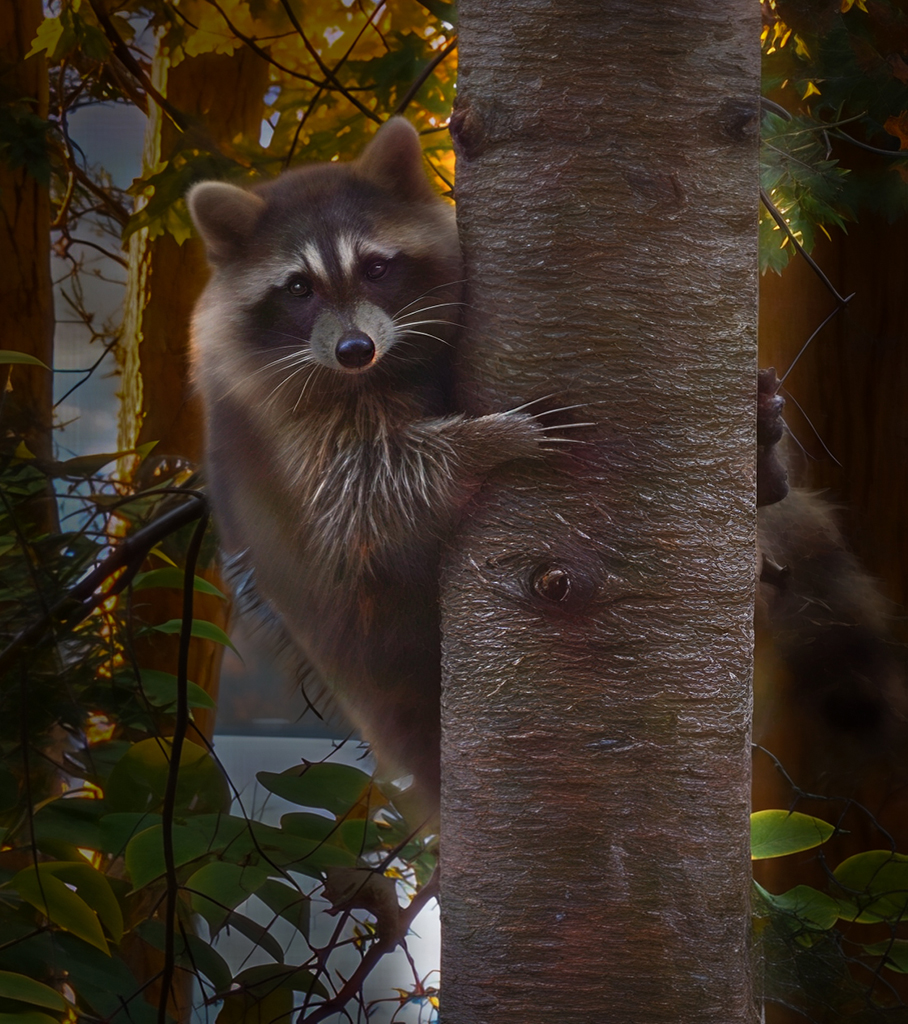 Raccoon