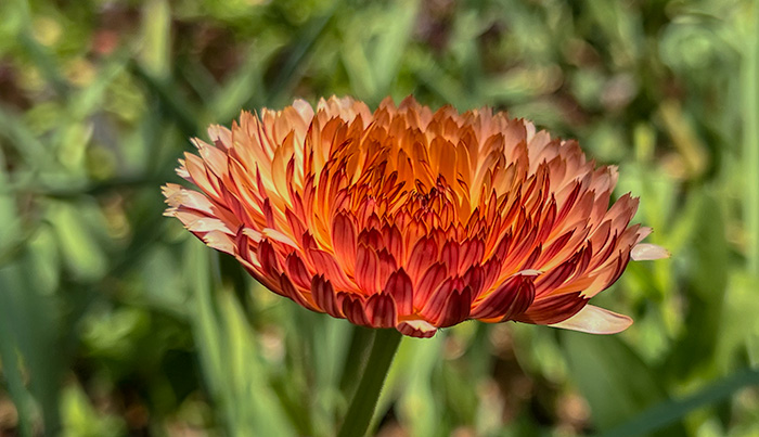  Red Flower by Jacob Wat