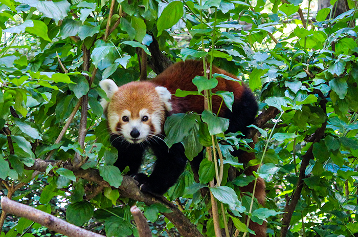 Red Panda