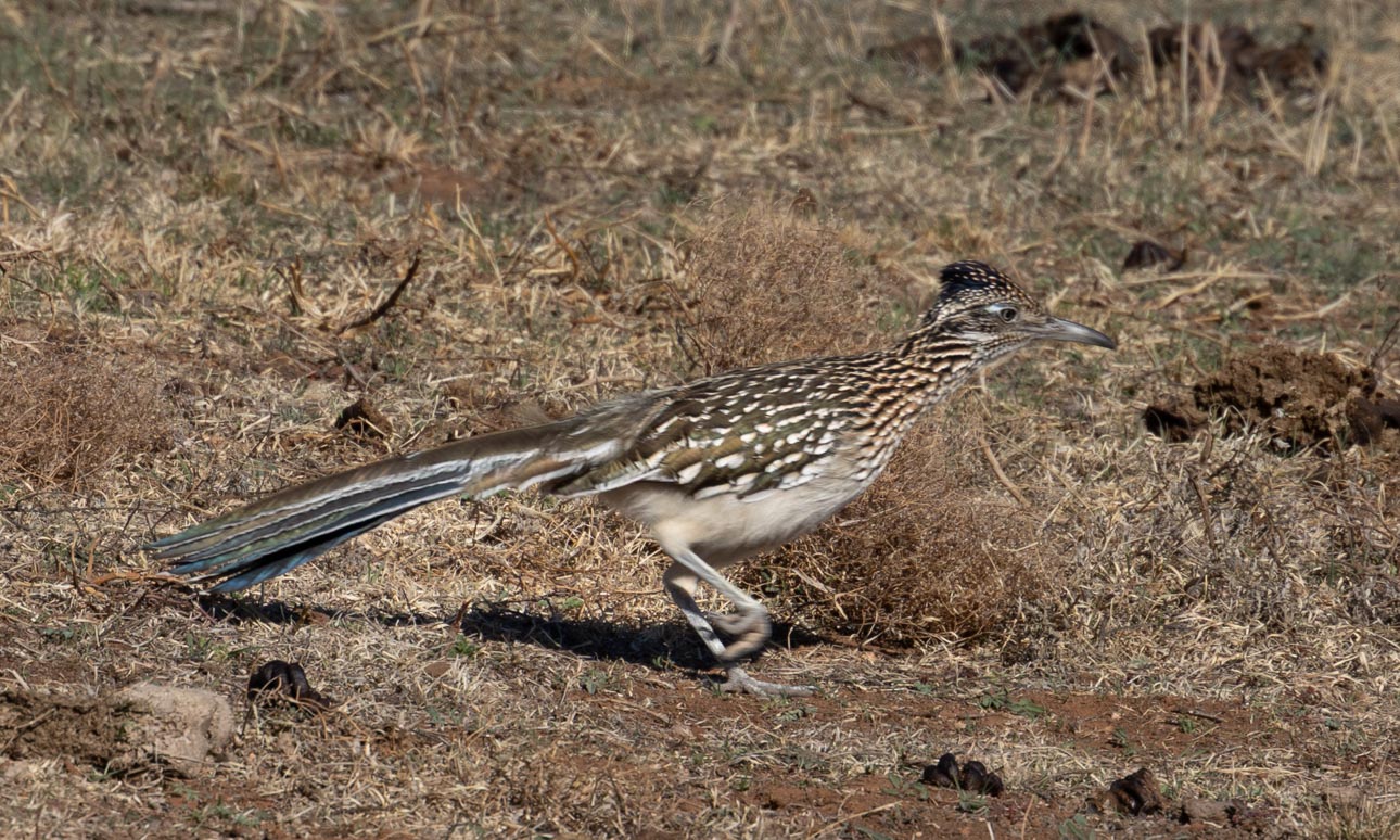 Road Runer by Dean Ginther