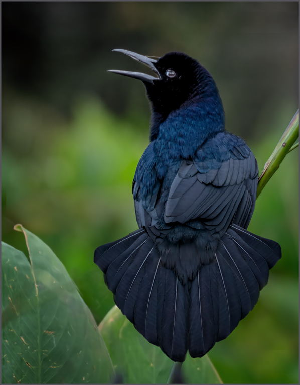Grackle by Candy Childrey, PPSA