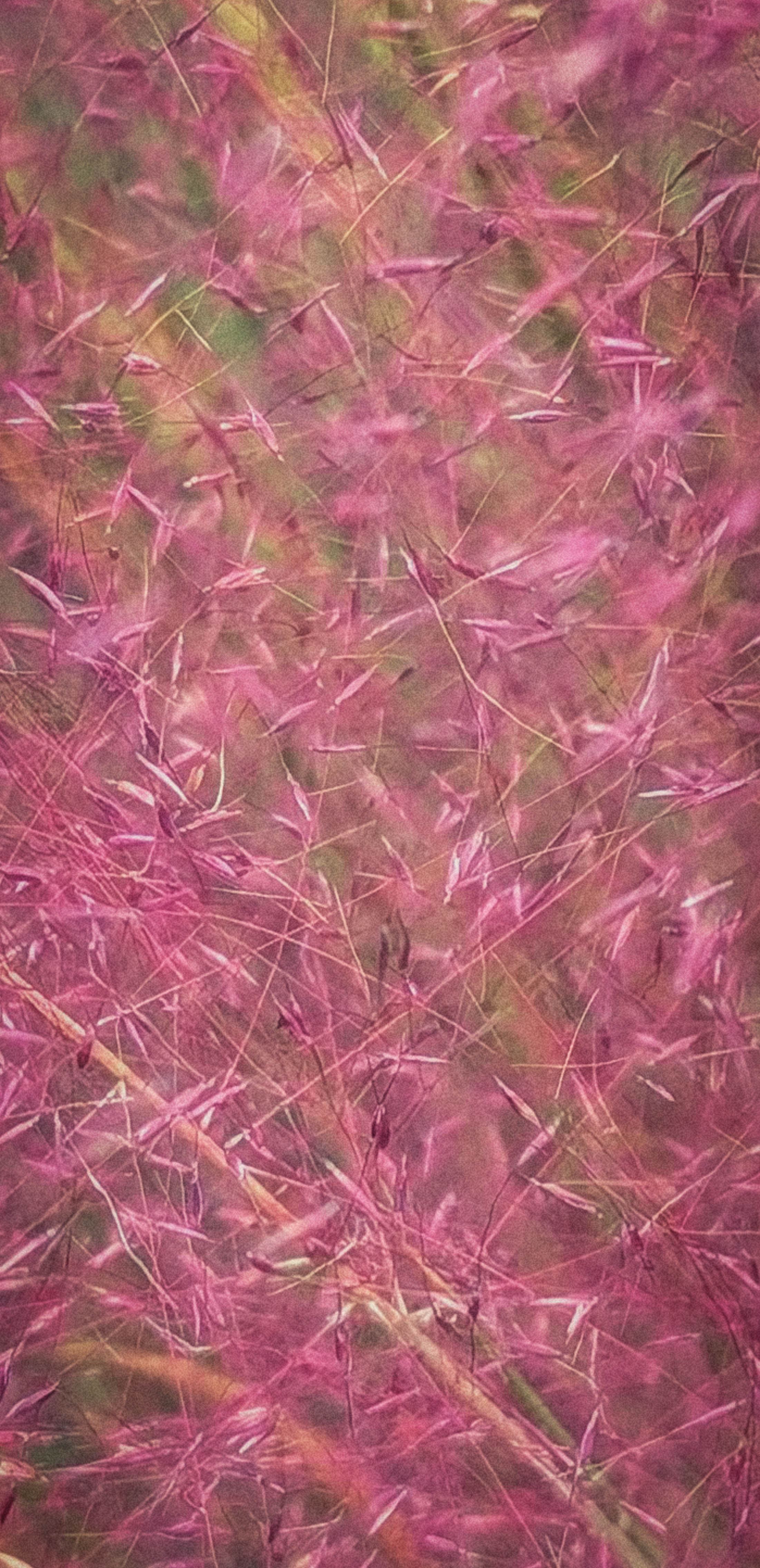 Texas Grass by Dean Ginther