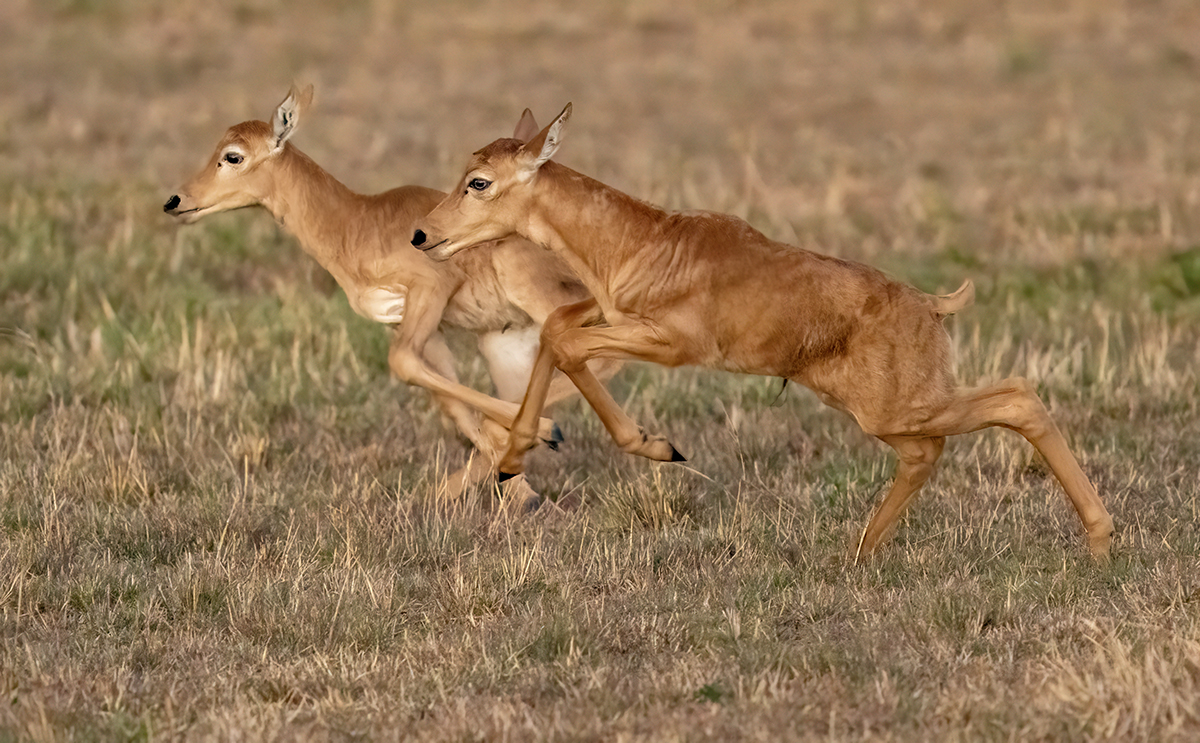 Topi Calves