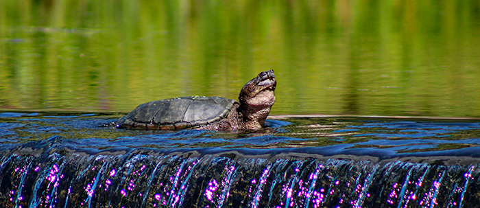 Turtle by Jacob Wat