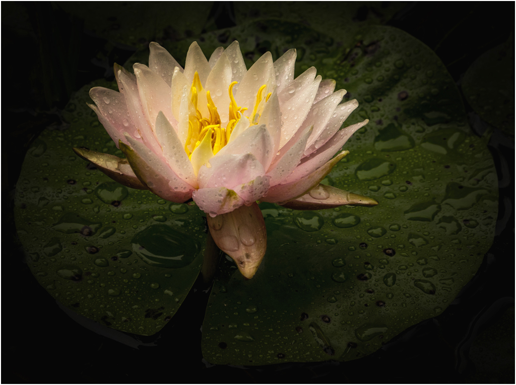 Water Lily by Mervyn Hurwitz