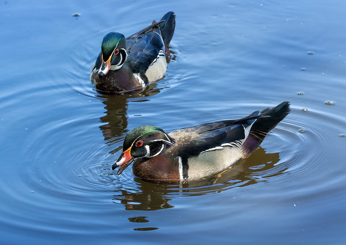 Wood Ducks by Mervyn Hurwitz