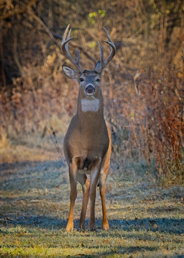 White-tailed Stag standing tall by Pierre Williot