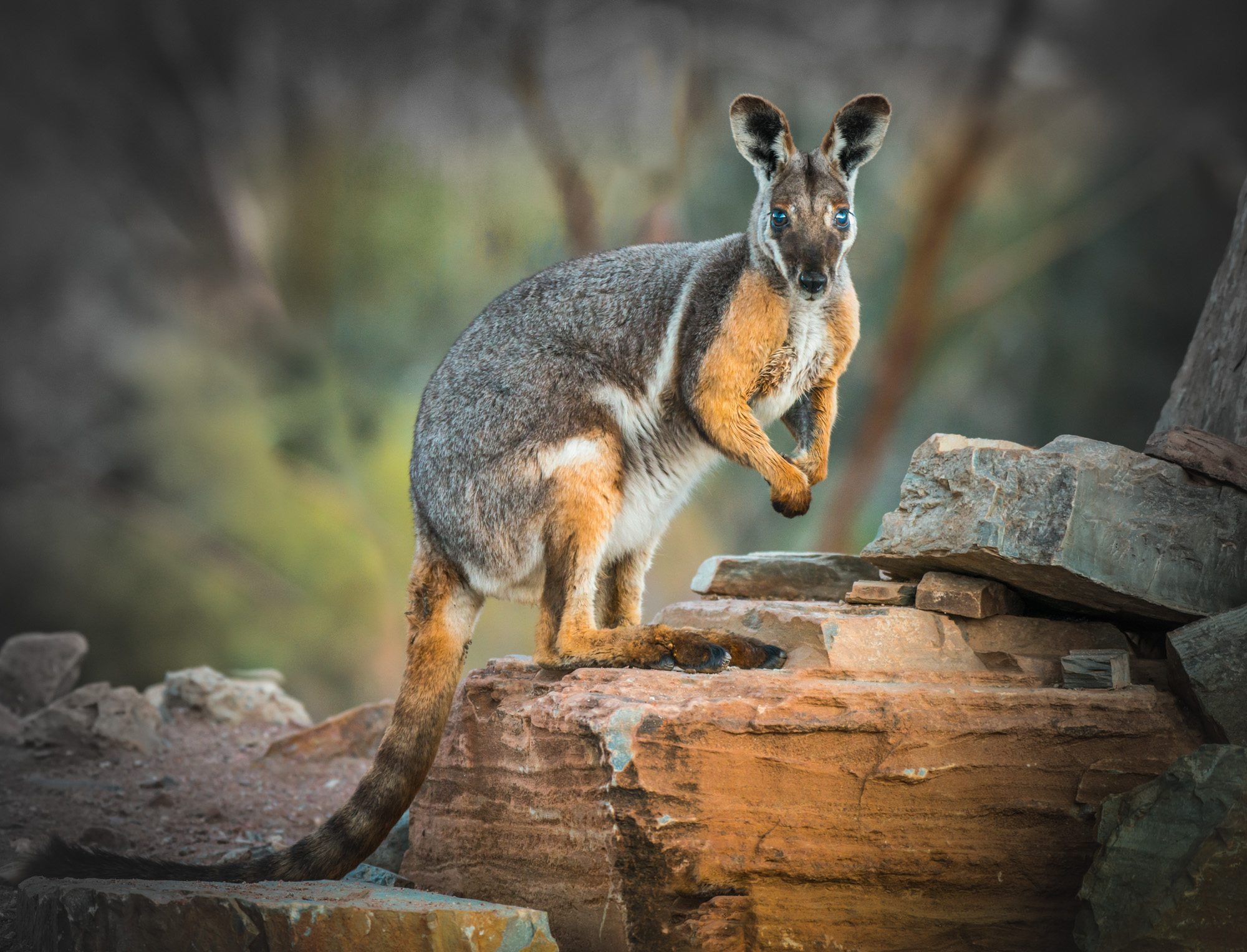 Yellow Footed Rock Wallaby by Geoff Wiggins, FAPS