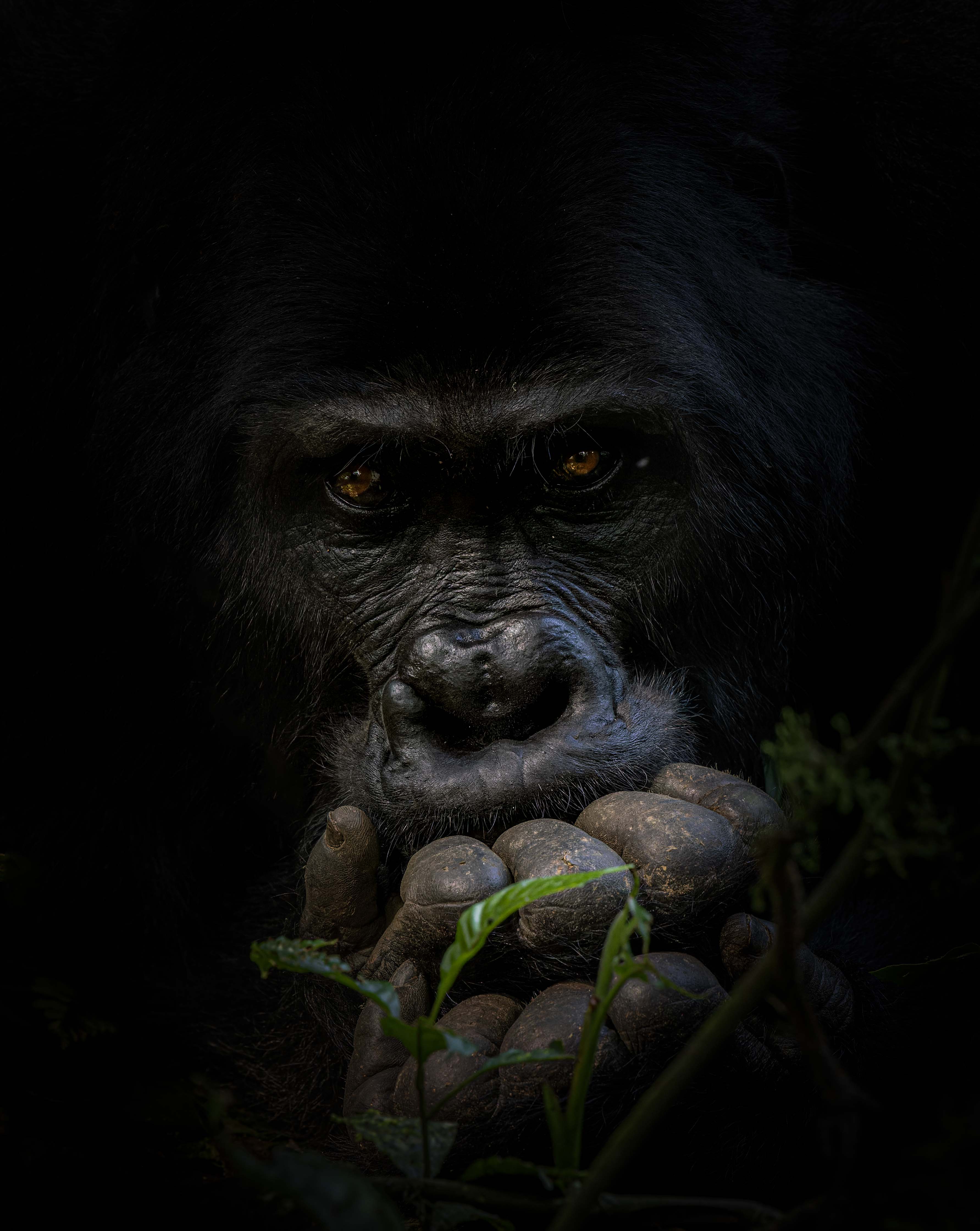 Mountain Gorilla by Jaswant Madhavan
