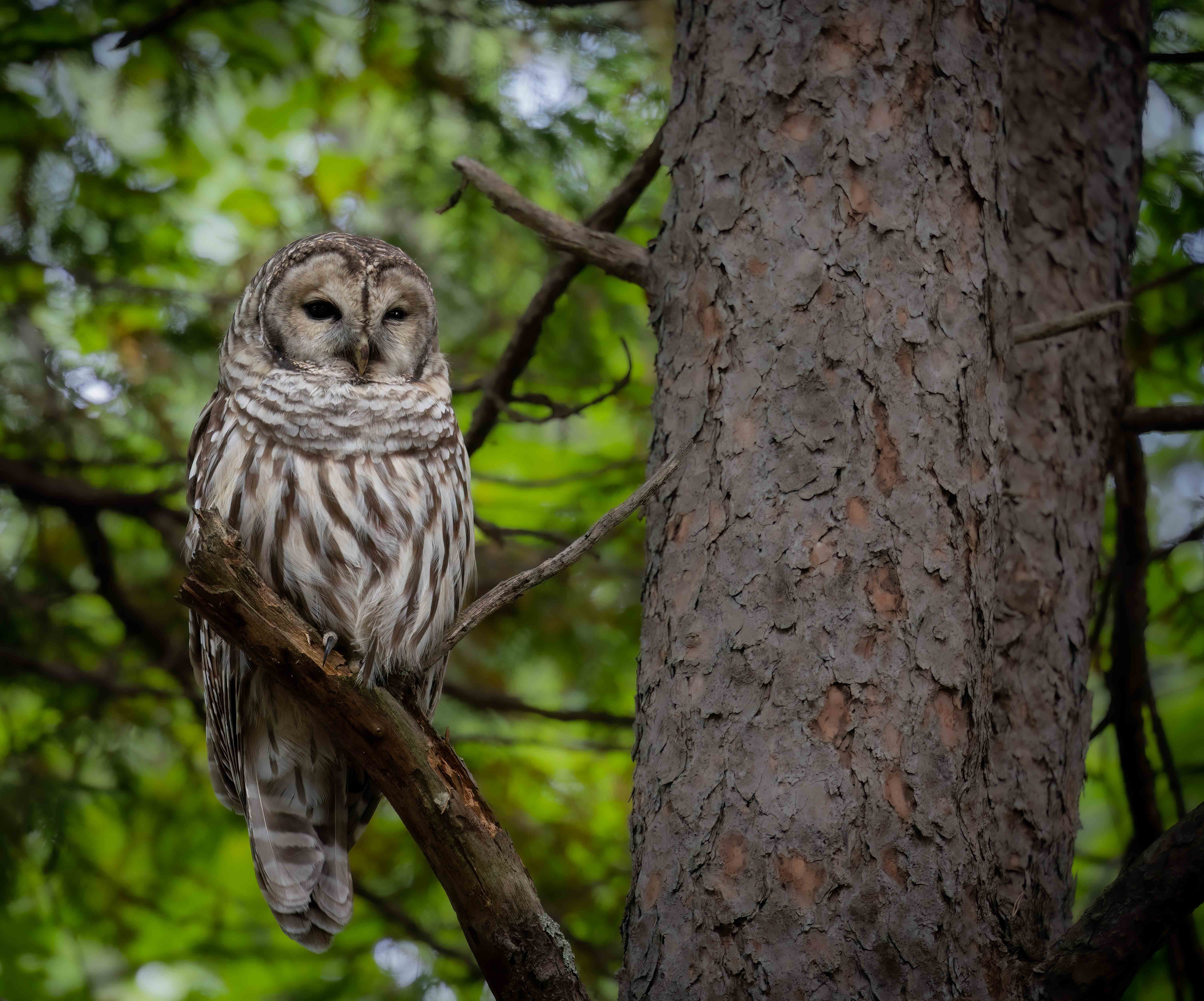 Barred Owl by Dean Ginther