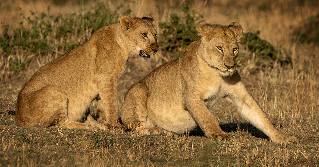 Young Lionesses by Mervyn Hurwitz