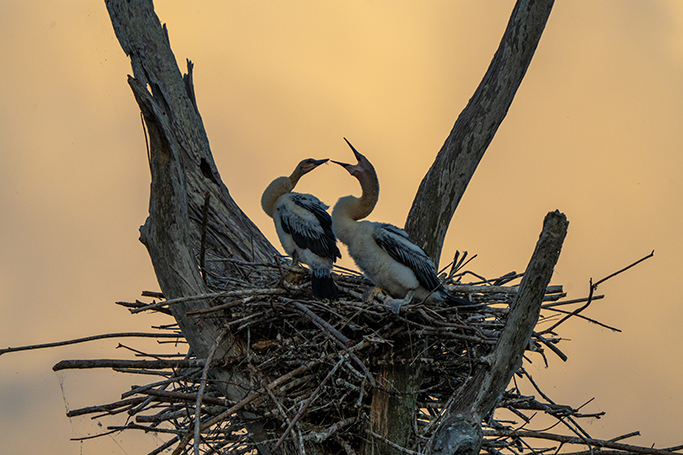 April 2026 - Mervyn Hurwitz