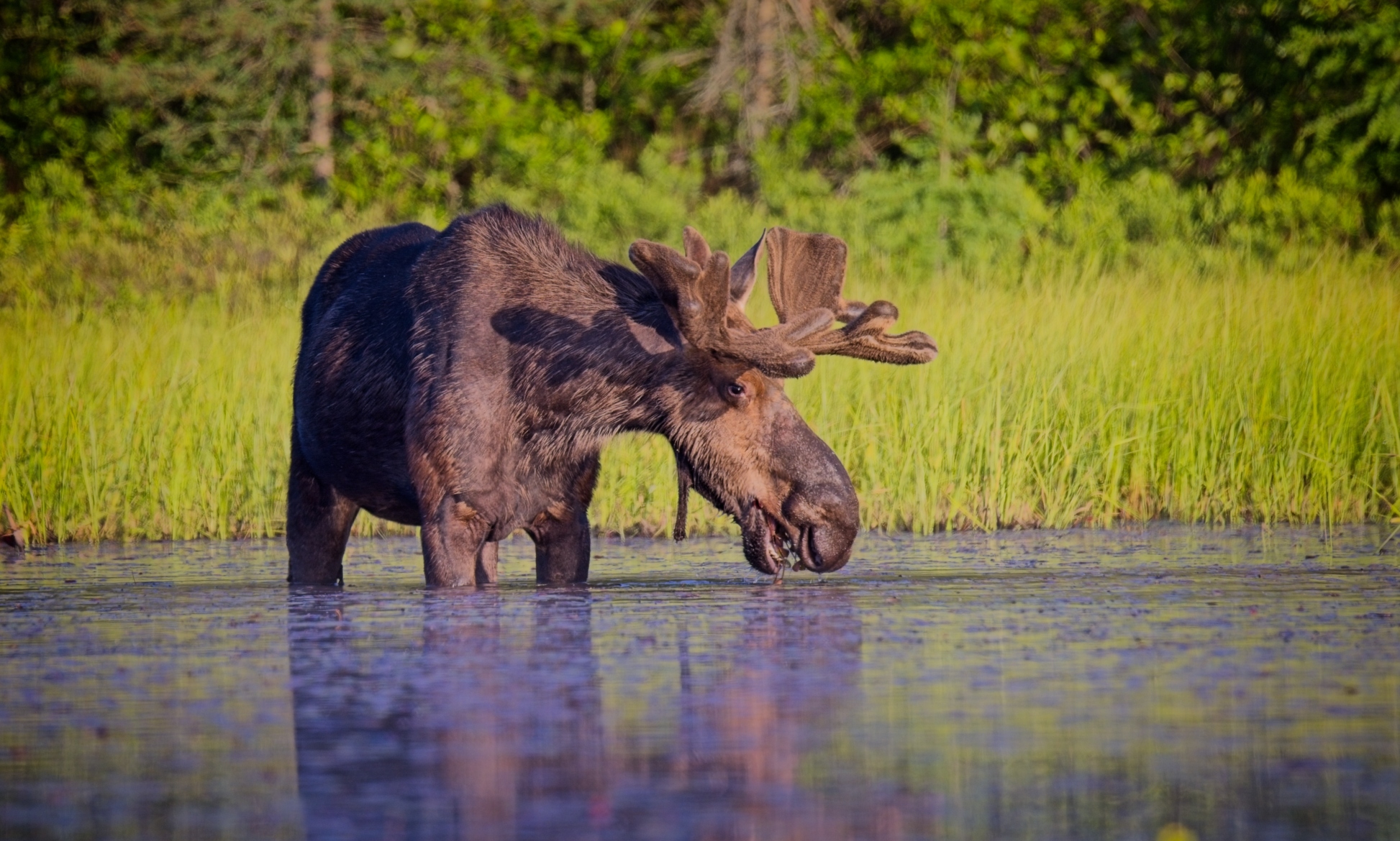 Bull Moose by Pierre Williot