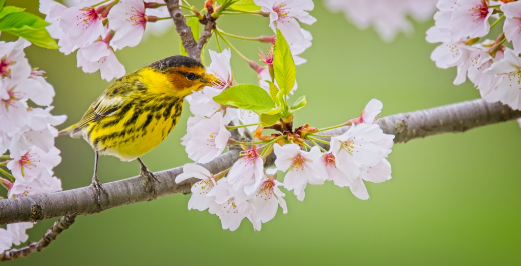 Hungry Cape May Warbler by Pierre Williot