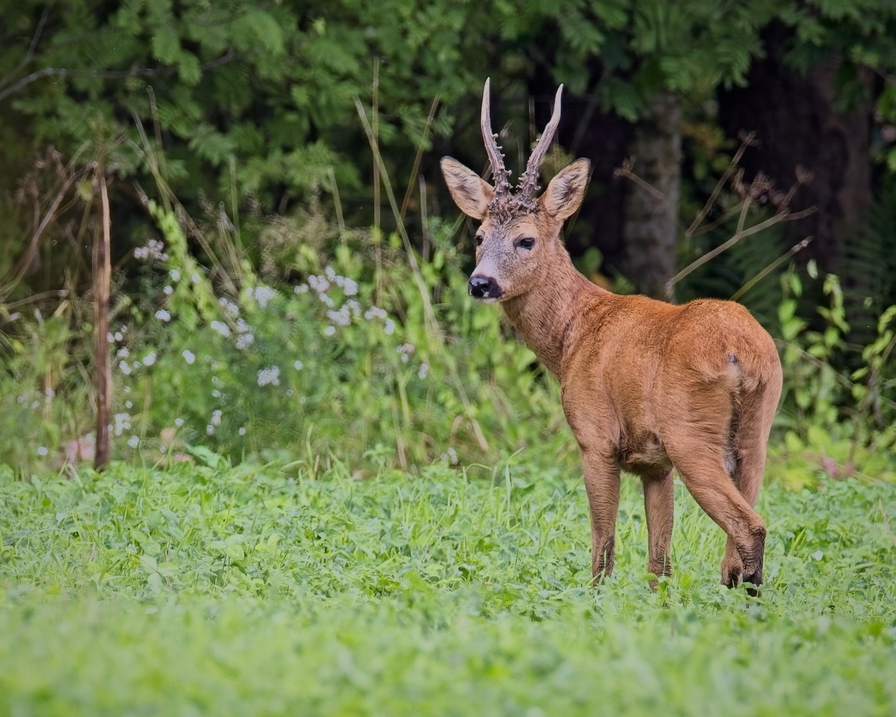Male Western Roe Deer (Roebuck)