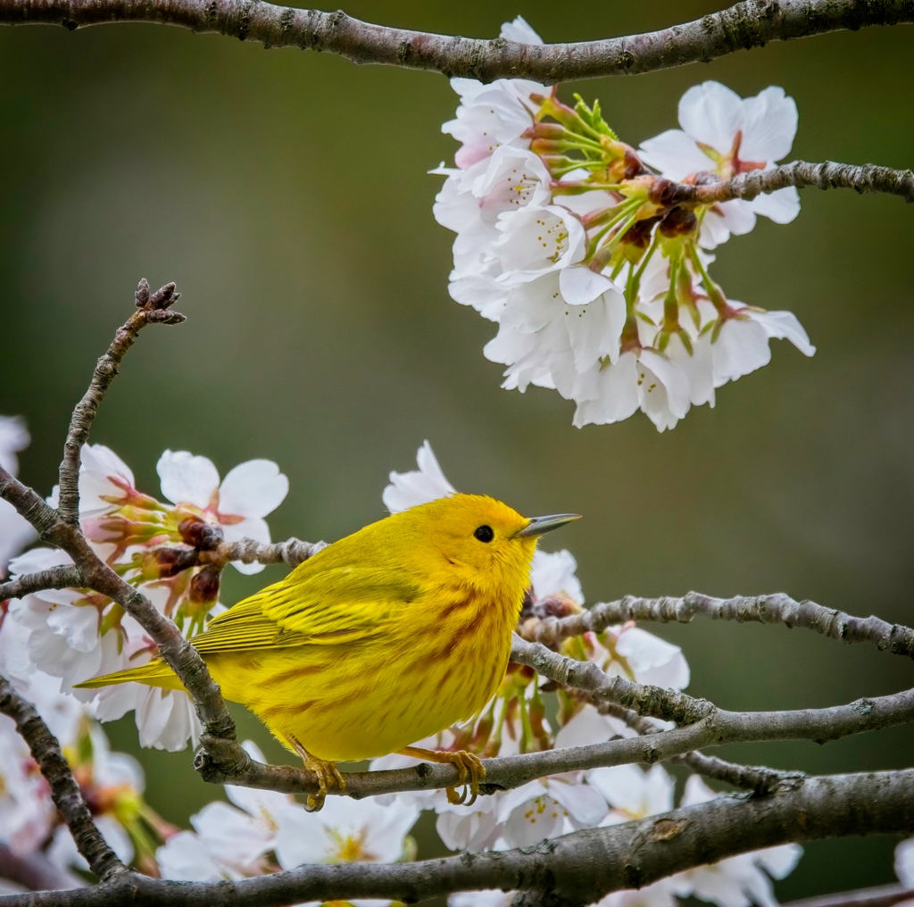 Yellow Warbler during the Cherry Blossom. by Pierre Williot