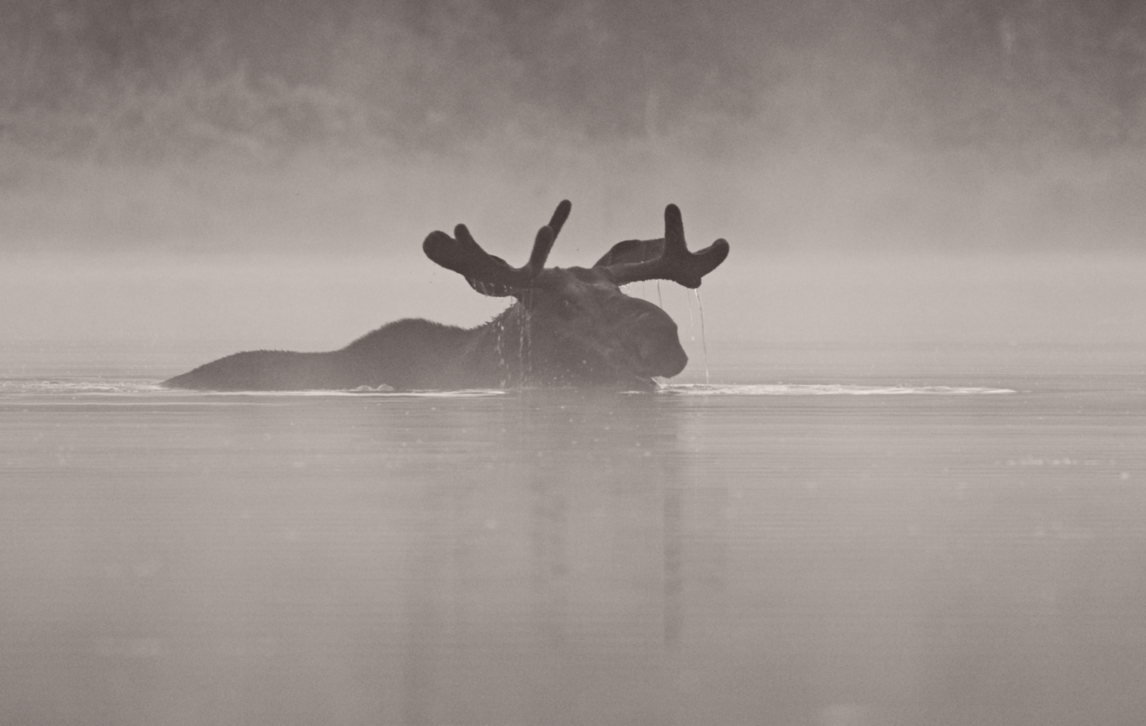 Bull Moose coming out of the water. by Pierre Williot