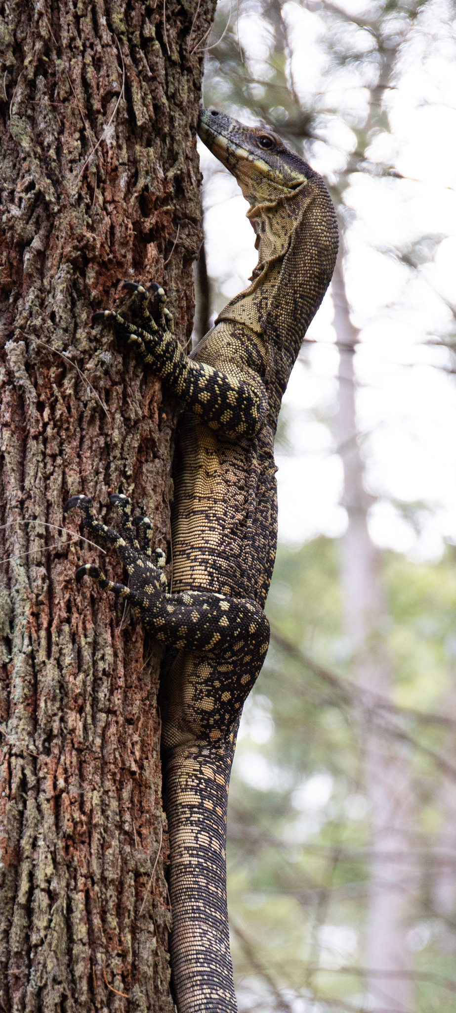 Lace Monitor