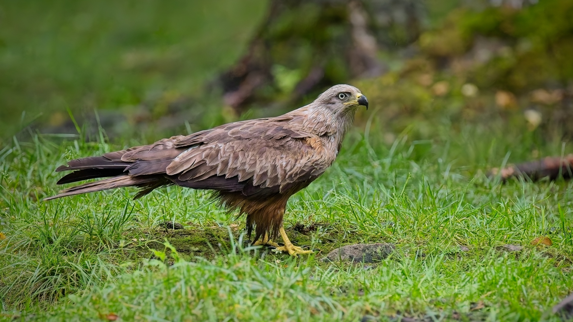 Black Kite by Pierre Williot