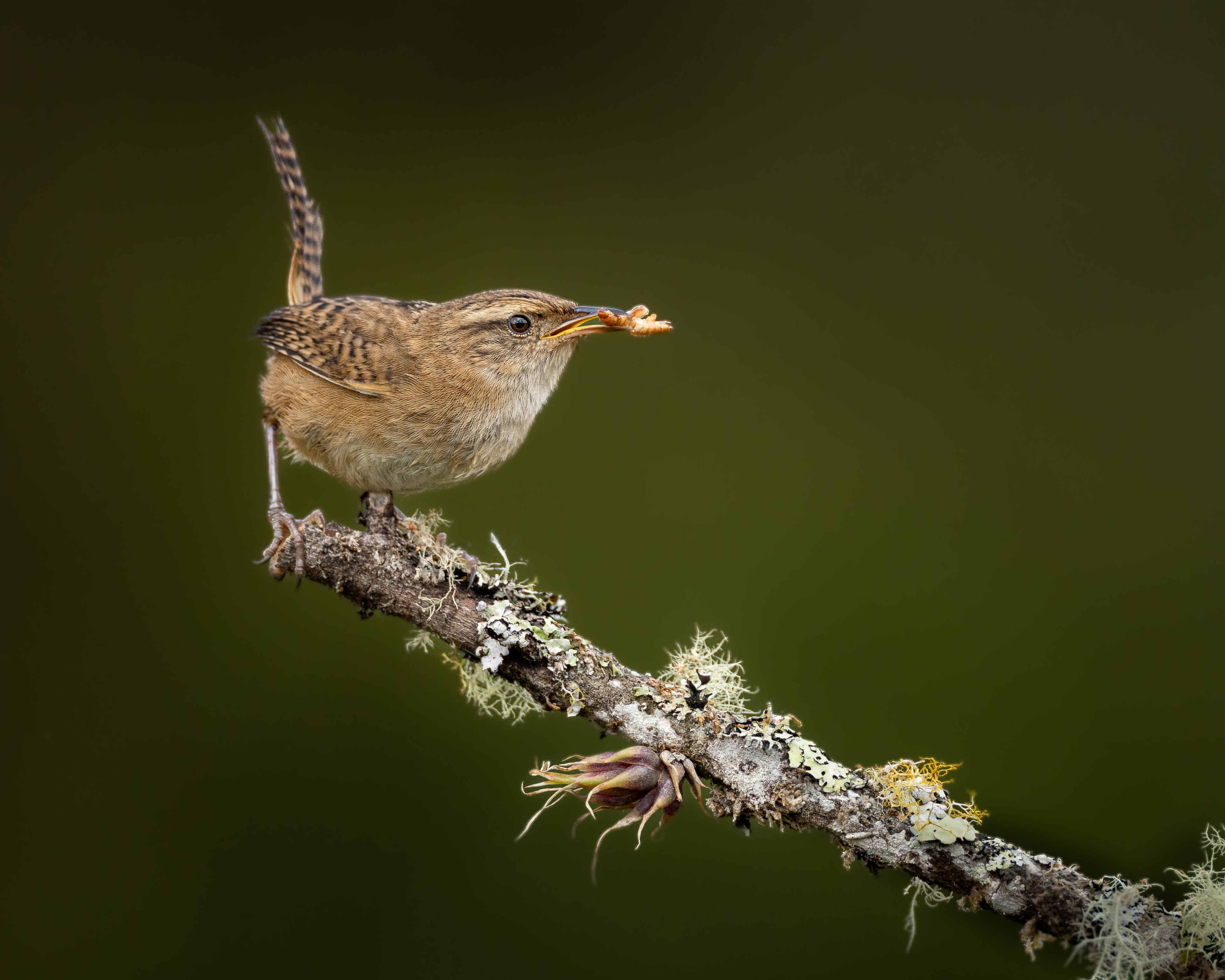 Mountain wren