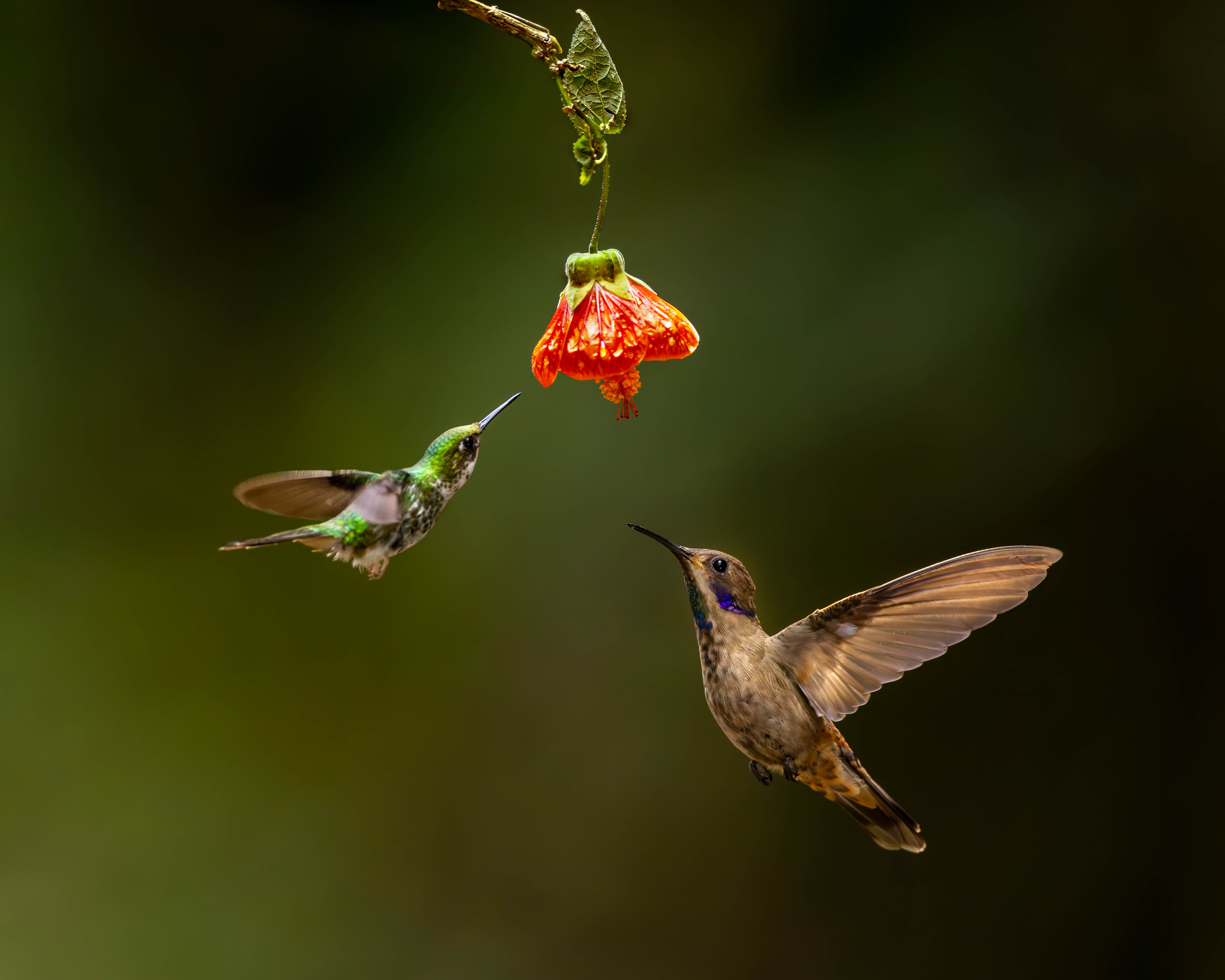 White Booted Racket-Tail Female and Brown Violet Ear by Jaswant Madhavan