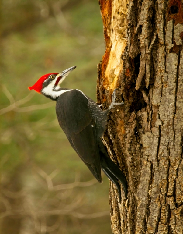 Pileated Woodpecker by Pierre Williot