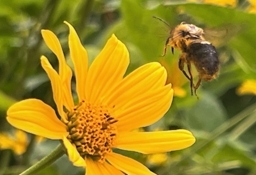 Comment Image