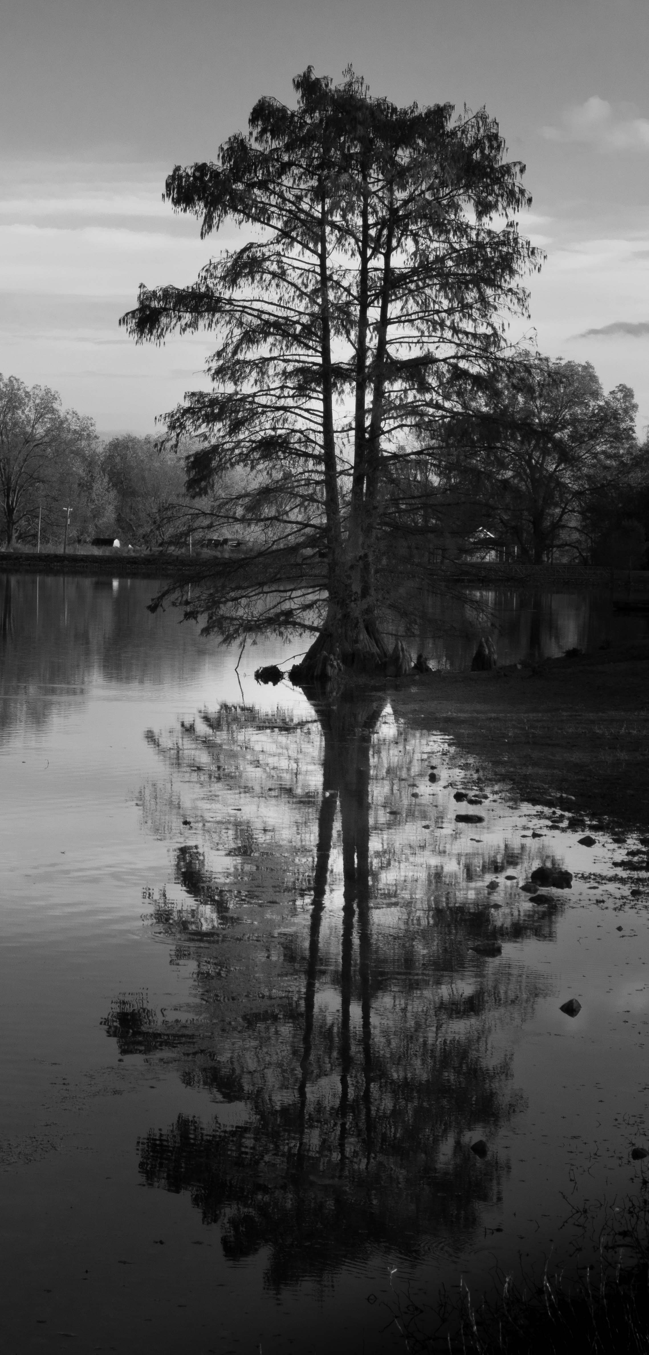 Cypress Tree by Dean Ginther