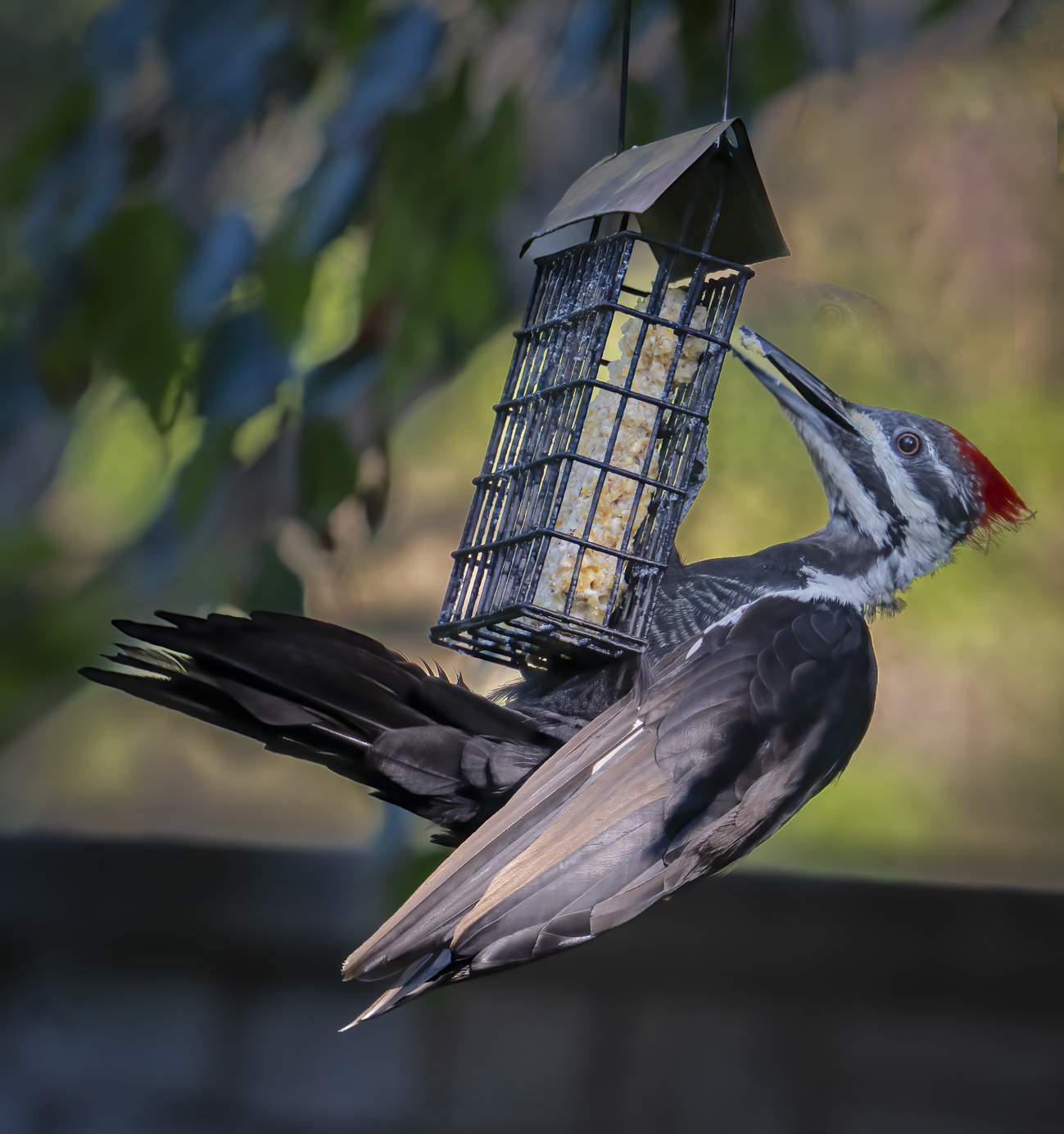 Pileated Woodpeckers by Dean Ginther