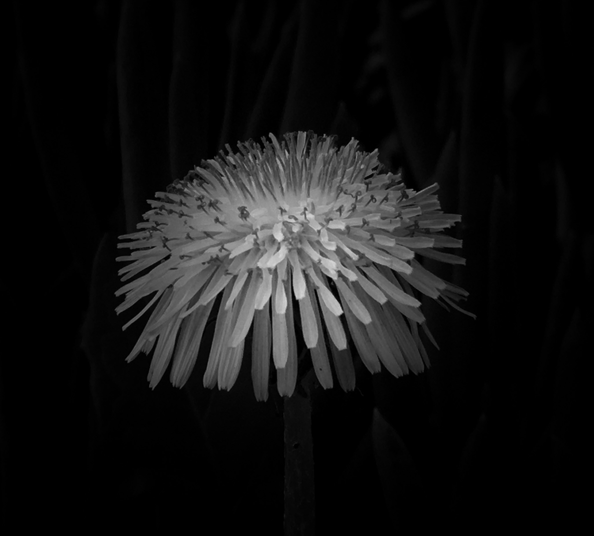 Dandelion in black and white by Jacob Wat