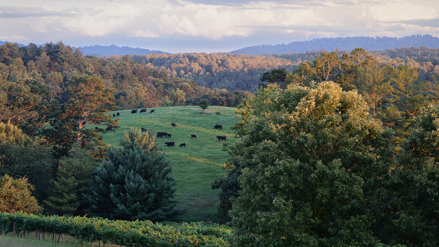 Evening Graze by Bradford Johnson
