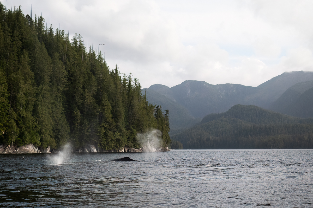 A Scene from the Pacific Northwest